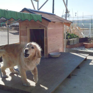 オリジナル犬小屋製作